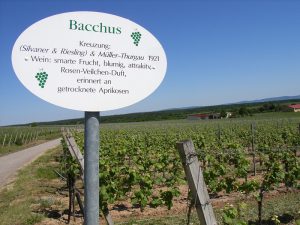 Unterfränkische Rebsorte Bacchus