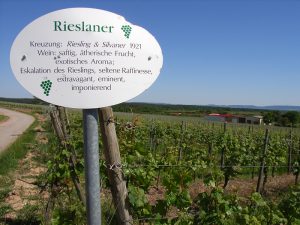 Unterfränkische Rebsorte Rieslaner