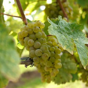 Riesling-Traube