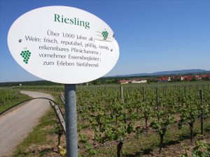 Unterfränkische Rebsorte Riesling
