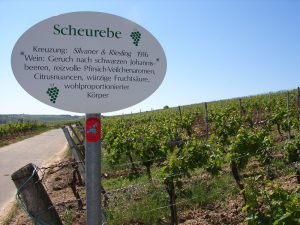 Unterfränkische Rebsorte Scheurebe