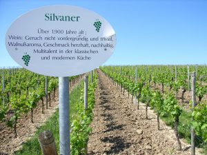 Unterfränkische Rebsorte Silvaner