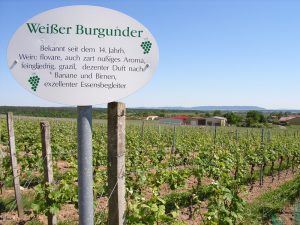 Unterfränkische Rebsorte Weißer Burgunder